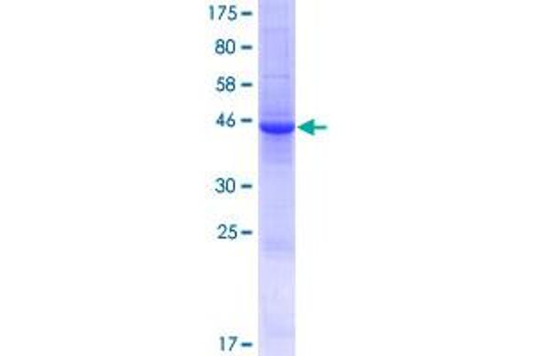 LCN9 Protein (AA 1-176) (GST tag)