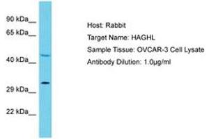 Image no. 1 for anti-Hydroxyacylglutathione Hydrolase-Like (HAGHL) (C-Term) antibody (ABIN6750565) (HAGHL antibody  (C-Term))