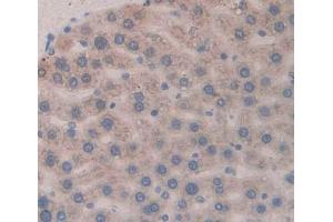 #VALUE! (OXT antibody  (AA 20-124))
