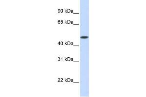 Western Blotting (WB) image for anti-Glycosyltransferase 8 Domain Containing 1 (GLT8D1) antibody (ABIN2458870)