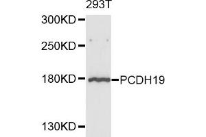 Western blot analysis of extracts of 293T cells, using PCDH19 antibody (ABIN4904699) at 1:1000 dilution. (PCDH19 antibody)