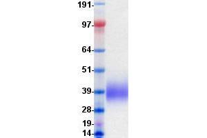 Validation with Western Blot (CD58 Protein (CD58) (DYKDDDDK-His Tag))