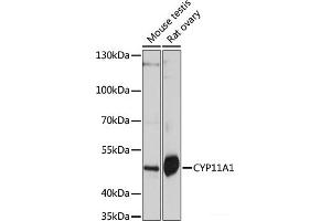 Western blot analysis of extracts of various cell lines using CYP11A1 Polyclonal Antibody at dilution of 1:1000. (CYP11A1 antibody)