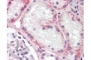 Anti-KLHL1 / MRP2 antibody IHC staining of human kidney. (KLHL1 antibody  (AA 1-30))
