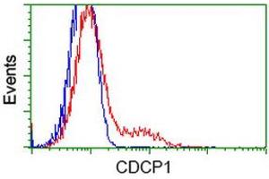 HEK293T cells transfected with either RC220633 overexpress plasmid (Red) or empty vector control plasmid (Blue) were immunostained by anti-CDCP1 antibody (ABIN2454040), and then analyzed by flow cytometry. (CDCP1 antibody)