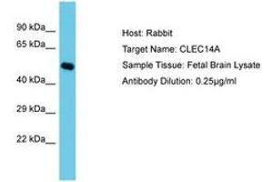 Image no. 1 for anti-C-Type Lectin Domain Family 14, Member A (CLEC14A) (C-Term) antibody (ABIN6750554) (CLEC14A antibody  (C-Term))