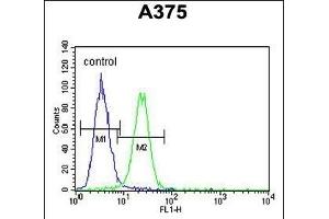 XRCC1 Antibody (Center) (ABIN651735 and ABIN2840381) flow cytometric analysis of  cells (right histogram) compared to a negative control cell (left histogram). (XRCC1 antibody  (AA 407-435))