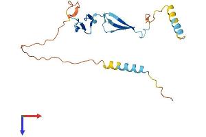 AlphaFold protein structure predicition of Human Recombinant CRIPTO3 Protein, UniprotID P51864 (Cripto-3 Protein (AA 1-188) (His tag))