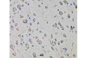 Immunohistochemistry of paraffin-embedded Mouse brain using ARHGEF3 Polyclonal Antibody at dilution of 1:100 (40x lens). (ARHGEF3 antibody)