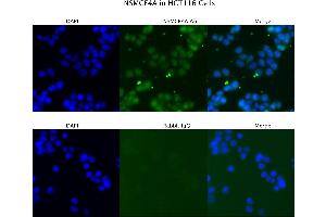 Sample Type : HCT116  Primary Antibody Dilution: 4 ug/ml  Secondary Antibody : Anti-rabbit Alexa 546  Secondary Antibody Dilution: 2 ug/ml  Gene Name : NSMCE4A (NSMCE4A antibody  (C-Term))