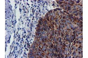 Image no. 7 for anti-Coiled-Coil-Helix-Coiled-Coil-Helix Domain Containing 5 (CHCHD5) (AA 1-110) antibody (ABIN1490560) (CHCHD5 antibody  (AA 1-110))