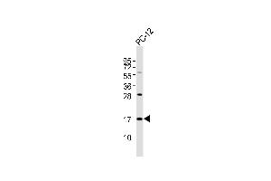 Anti-SFT2D2 Antibody at 1:1000 dilution + PC-12 whole cell lysates Lysates/proteins at 20 μg per lane.
