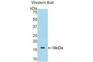 Western Blotting (WB) image for anti-Ribonuclease A6 (AA 25-150) antibody (ABIN1176035) (Ribonuclease A6 antibody  (AA 25-150))