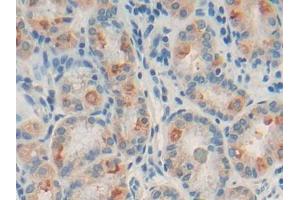 DAB staining on IHC-P; Samples: Human Stomach Tissue (CD22 antibody  (AA 28-246))