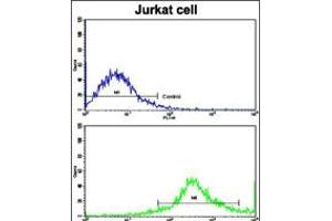 Flow cytometric analysis of jurkat cells using CD8B Antibody (N-term)(bottom histogram) compared to a negative control cell (top histogram). (CD8B antibody  (N-Term))
