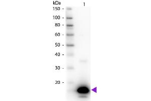 Western Blot of Rabbit anti-Avidin Biotin Conjugated Antibody. (Avidin antibody  (Biotin))