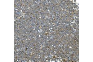 IHC analysis of Hsc70 using anti-Hsc70 antibody (ABIN7601962). (Hsc70 antibody  (AA 520-614))