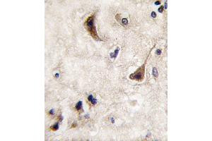 Formalin-fixed and paraffin-embedded human brain tissue reacted with STEP antibody (N-term), which was peroxidase-conjugated to the secondary antibody, followed by DAB staining. (PTPN5 antibody  (N-Term))