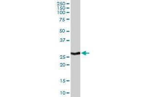 BCL2L1 MaxPab rabbit polyclonal antibody. (BCL2L1 antibody  (AA 1-233))