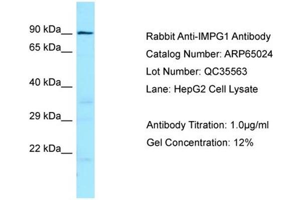 IMPG1 antibody  (C-Term)