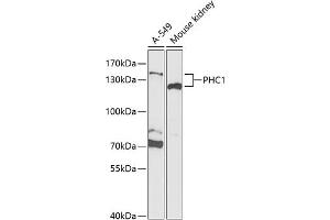 Western blot analysis of extracts of various cell lines, using PHC1 Antibody (ABIN6133147, ABIN6145525, ABIN6145526 and ABIN6221541) at 1:1000 dilution. (PHC1 antibody  (AA 750-940))