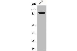 Western Blot analysis of A549 cells using Exo1 Polyclonal Antibody (Exonuclease 1 antibody  (N-Term))