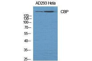 Western Blot (WB) analysis of specific cells using CBP Polyclonal Antibody.