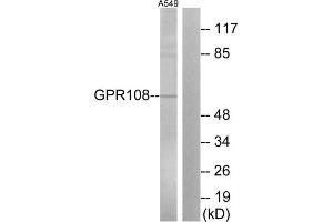 Western blot analysis of extracts from A549 cells, using GP108 antibody. (GPR108 antibody  (Internal Region))