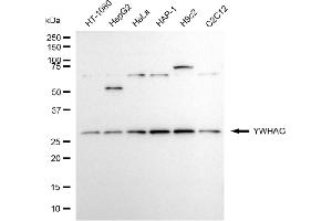 anti-14-3-3 gamma (YWHAG1) antibody