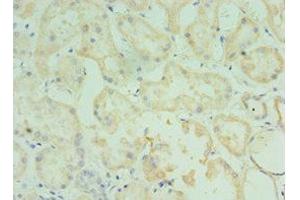 Immunohistochemistry of paraffin-embedded human kidney tissue using ABIN7173555 at dilution of 1:100