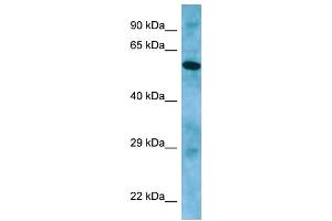 WB Suggested Anti-APLF Antibody Titration: 1.