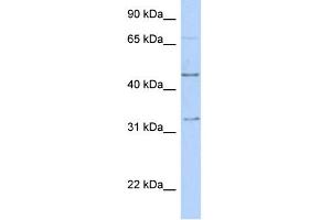 WB Suggested Anti-TFAP2B Antibody Titration:  0. (TFAP2B antibody  (C-Term))