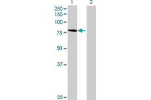Western Blot analysis of NUB1 expression in transfected 293T cell line by NUB1 MaxPab polyclonal antibody. (NUB1 antibody  (AA 1-601))