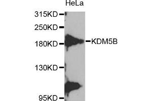 Western blot analysis of extracts of HeLa cell line, using KDM5B antibody. (KDM5B antibody)