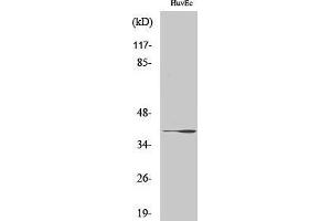 Western Blotting (WB) image for anti-UDP-Gal:betaGlcNAc beta 1,3-Galactosyltransferase, Polypeptide 1 (B3GALT1) (Internal Region) antibody (ABIN3180955) (B3GALT1 antibody  (Internal Region))