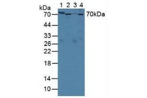 Figure . (SERPINA10 antibody  (AA 278-425))