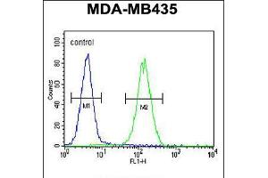 Flow cytometric analysis of MDA-MB435 cells (right histogram) compared to a negative control cell (left histogram). (SMYD4 antibody  (C-Term))