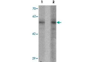 Western blot analysis of NIH/3T3 cell lysate with BMP15 polyclonal antibody  at (1) 1 and (2) 2 ug/mL.