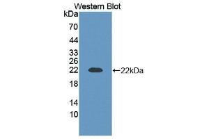 Western Blotting (WB) image for anti-Contactin 2 (Axonal) (CNTN2) (AA 604-771) antibody (ABIN1858438) (CNTN2 antibody  (AA 604-771))