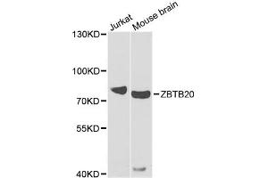 Western blot analysis of extracts of various cell lines, using ZBTB20 antibody. (ZBTB20 antibody)