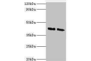 Western blot All lanes: COPS4 antibody at 8 μg/mL Lane 1: Hela whole cell lysate Lane 2: HepG2 whole cell lysate Secondary Goat polyclonal to rabbit IgG at 1/10000 dilution Predicted band size: 47, 41 kDa Observed band size: 47 kDa