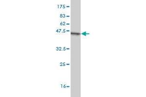 ZFHX3 antibody  (AA 2811-2910)