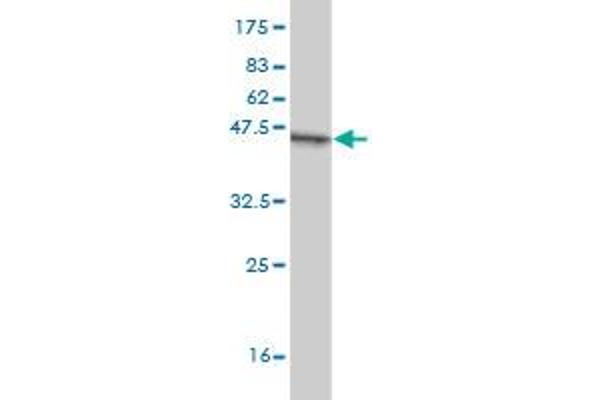 ZFHX3 antibody  (AA 2811-2910)