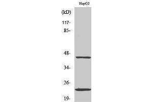Western Blotting (WB) image for anti-CD83 (CD83) (Internal Region) antibody (ABIN3174278) (CD83 antibody  (Internal Region))