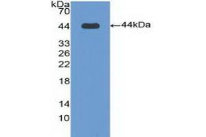 Detection of Recombinant BPI, Human using Polyclonal Antibody to Bactericidal/Permeability Increasing Protein (BPI) (BPI antibody  (AA 140-250))