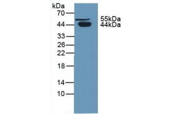 SERPINA5 antibody  (AA 43-406)