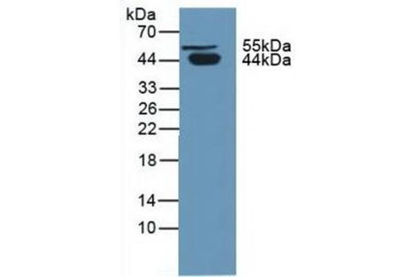 SERPINA5 抗体  (AA 43-406)