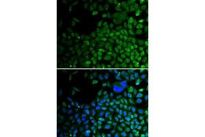 Immunofluorescence analysis of A549 cells using HDAC2 antibody. (HDAC2 antibody  (C-Term))