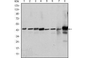 ERK1 antibody