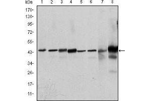 Western blot analysis using MAPK3 mouse mAb against Hela (1), Jurkat (2), RAW264.